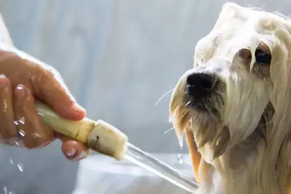 Perro siendo bañado dentro de casa durante el invierno para evitar enfermedades