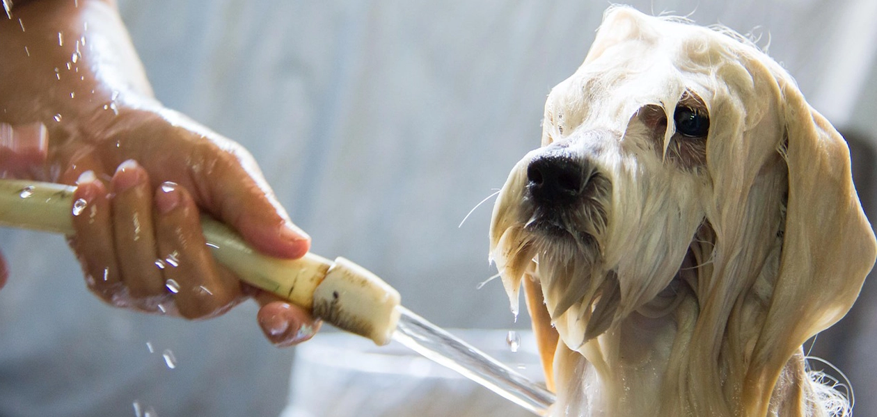 Perro siendo bañado dentro de casa durante el invierno para evitar enfermedades