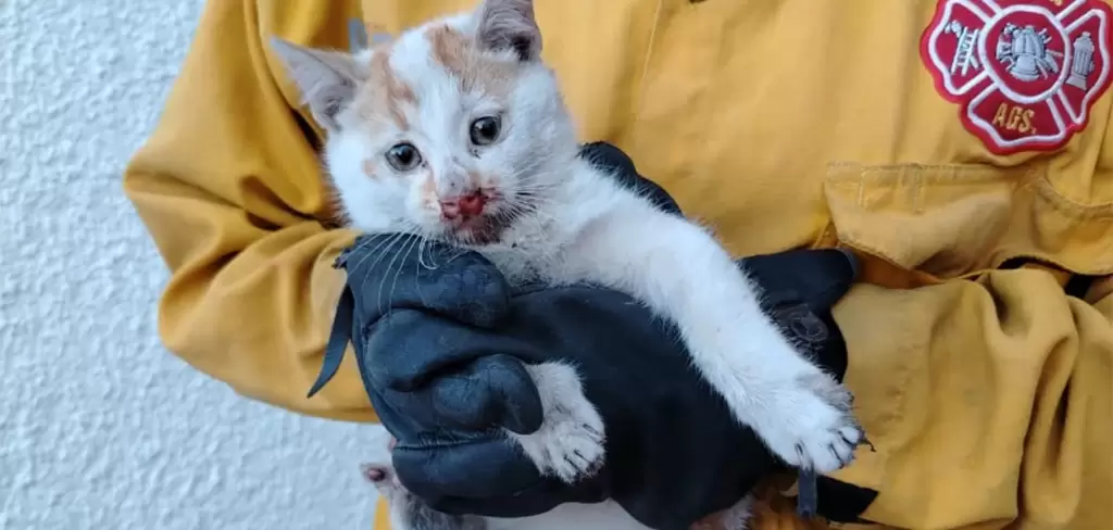Gatito rescatado por bomberos tras quedar atrapado en una máquina del Hospital Star Médica