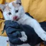 Gatito rescatado por bomberos tras quedar atrapado en una máquina del Hospital Star Médica