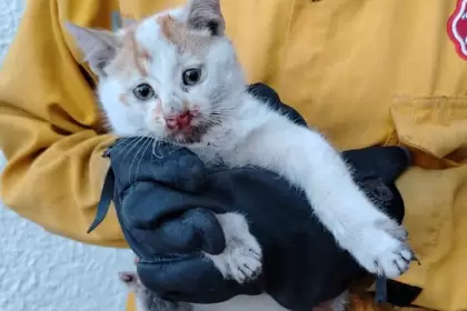 Gatito rescatado por bomberos tras quedar atrapado en una máquina del Hospital Star Médica