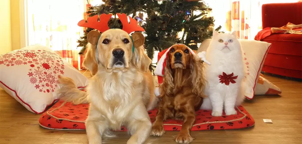 Mascotas sufren ansiedad y estrés por pirotecnia durante celebraciones de Navidad y Año Nuevo