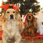 Mascotas sufren ansiedad y estrés por pirotecnia durante celebraciones de Navidad y Año Nuevo