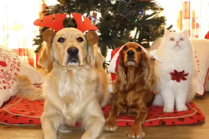 Mascotas sufren ansiedad y estrés por pirotecnia durante celebraciones de Navidad y Año Nuevo