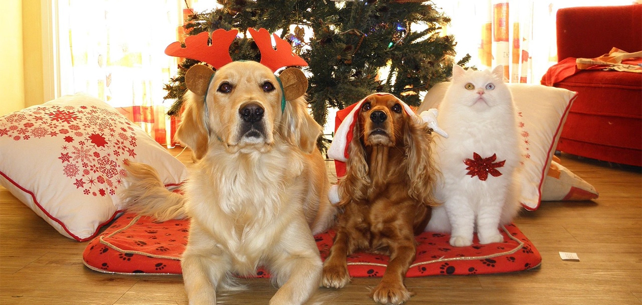 Mascotas sufren ansiedad y estrés por pirotecnia durante celebraciones de Navidad y Año Nuevo