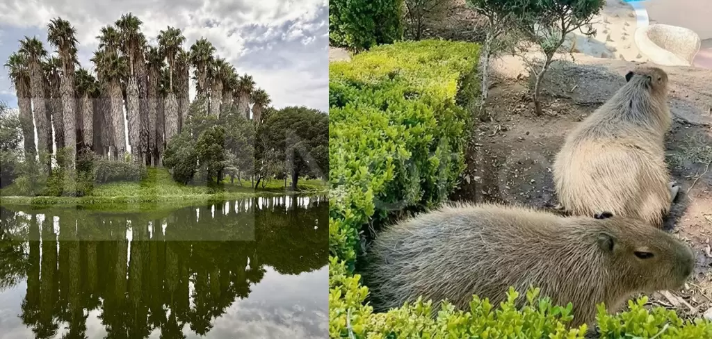 Parque Rodolfo Landeros y Parque Miguel Hidalgo