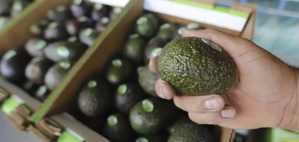 Aguacate: la mayor inversión de México en el Super Bowl