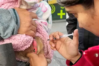 Aguascalientes esterilización gratuita jlmnoticias