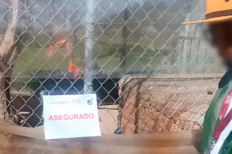 Operativo federal en Aguascalientes: Profepa asegura 44 animales exóticos y silvestres en rancho turístico de Jaltomate. Foto: JLMNoticias / Profepa.