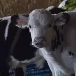 Sedrae abre convocatoria en Aguascalientes con apoyos de hasta 50 mil pesos para productores de ganado, abejas y peces. Registro hasta el 27 de marzo.