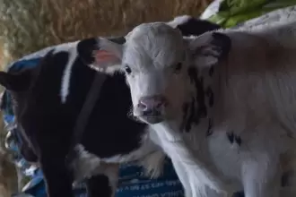 Sedrae abre convocatoria en Aguascalientes con apoyos de hasta 50 mil pesos para productores de ganado, abejas y peces. Registro hasta el 27 de marzo.