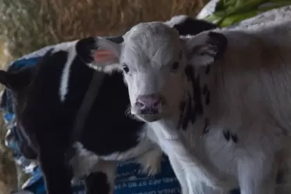 Sedrae abre convocatoria en Aguascalientes con apoyos de hasta 50 mil pesos para productores de ganado, abejas y peces. Registro hasta el 27 de marzo.