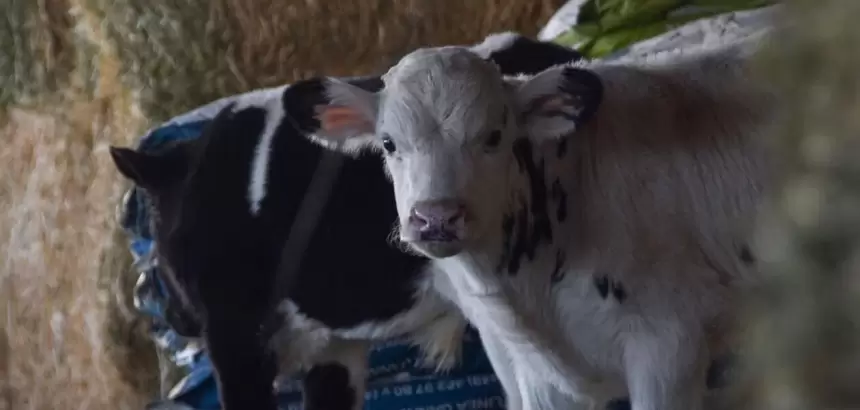 Sedrae abre convocatoria en Aguascalientes con apoyos de hasta 50 mil pesos para productores de ganado, abejas y peces. Registro hasta el 27 de marzo.