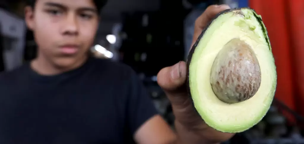 El 88 % del aguacate exportado proviene de granjas en el estado de Michoacán