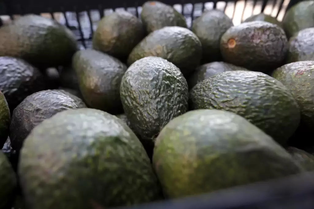 Productores de aguacate en México destacaron las exportaciones récord a Estados Unidos