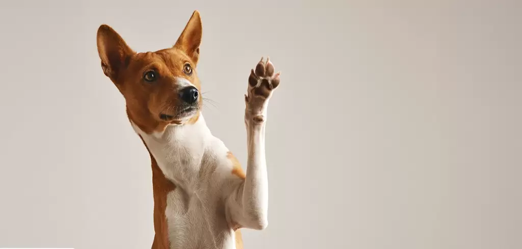 esterilización gratuita aguascalientes jlmnoticias