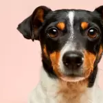 Campaña de Esterilización Gratuita en Aguascalientes. Conoce fechas, lugar y requisitos. Foto: JLMNoticias / Especial / Victor G en Unsplash / Con fines ilustrativos.