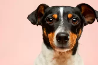 Campaña de Esterilización Gratuita en Aguascalientes. Conoce fechas, lugar y requisitos. Foto: JLMNoticias / Especial / Victor G en Unsplash / Con fines ilustrativos.