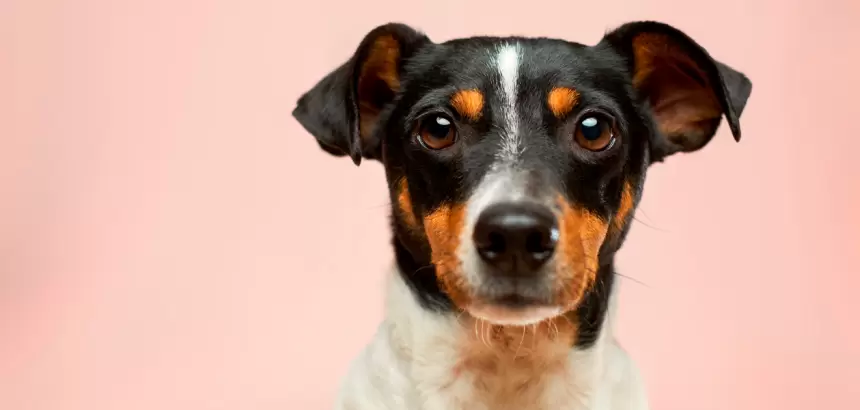Campaña de Esterilización Gratuita en Aguascalientes. Conoce fechas, lugar y requisitos. Foto: JLMNoticias / Especial / Victor G en Unsplash / Con fines ilustrativos.
