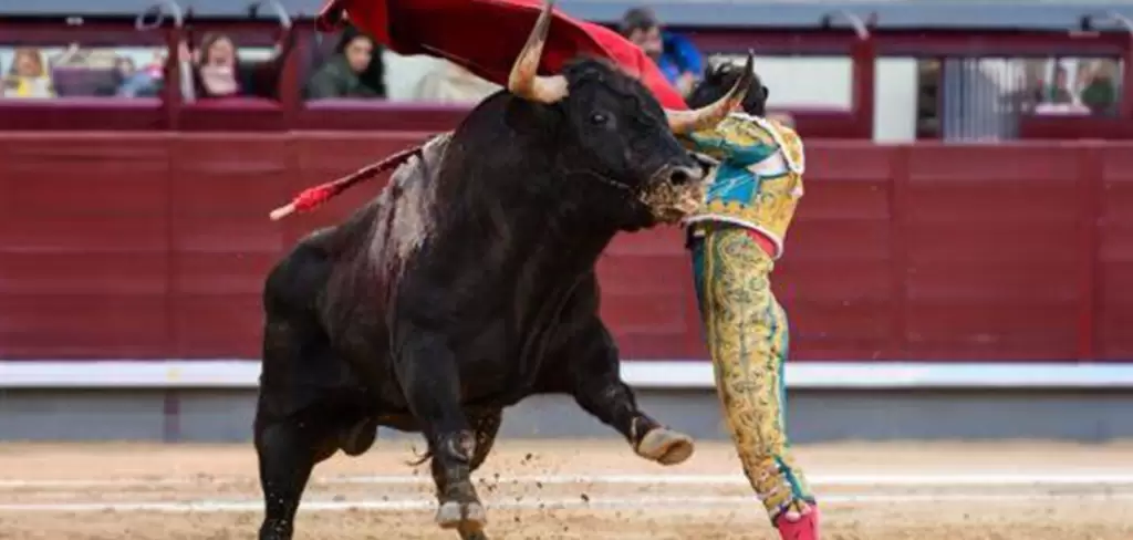 Agresivos y con malas ideas fueron los toros de Dolores Aguirre hoy en Madrid, sin embargo, Isaac Fonseca les aguantó siempre.