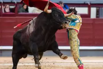 Agresivos y con malas ideas fueron los toros de Dolores Aguirre hoy en Madrid, sin embargo, Isaac Fonseca les aguantó siempre.