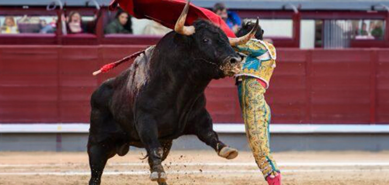 Agresivos y con malas ideas fueron los toros de Dolores Aguirre hoy en Madrid, sin embargo, Isaac Fonseca les aguantó siempre.