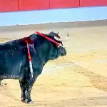 Constantemente, tenía Héctor que ayudarse con la espada para paliar los embates del viento hoy en España. Foto: JLMNoticias / Especial / Memo Leal.