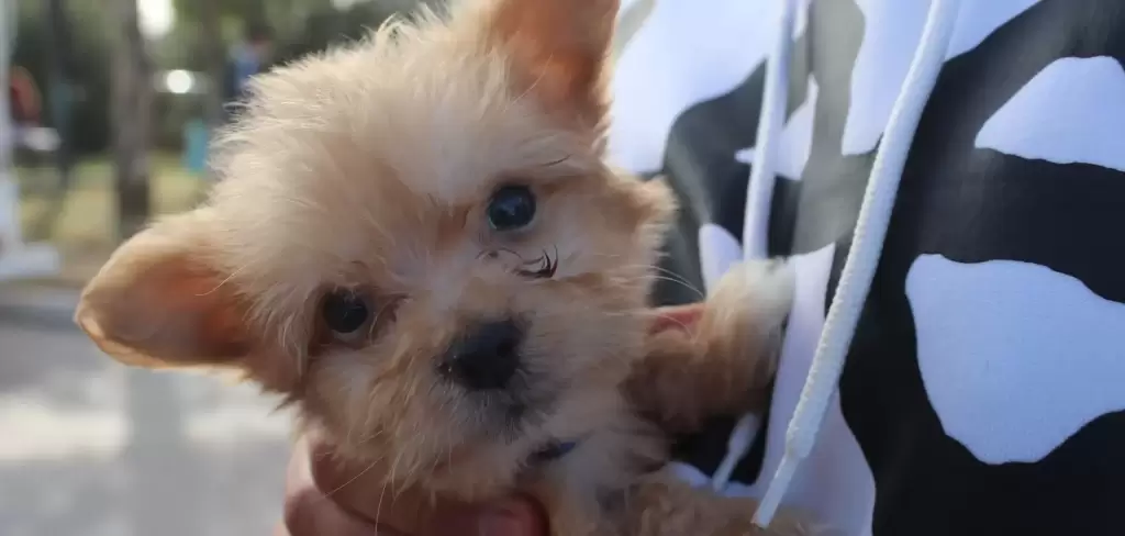 Las Caravanas de Salud Canina y Felina suman más de 5 mil 800 servicios veterinarios gratuitos en Aguascalientes.