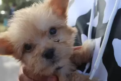 Las Caravanas de Salud Canina y Felina suman más de 5 mil 800 servicios veterinarios gratuitos en Aguascalientes.