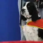 Señora Jingles, perrita terapeuta del DIF Aguascalientes, participa en sesiones de canoterapia para niñas y niños.