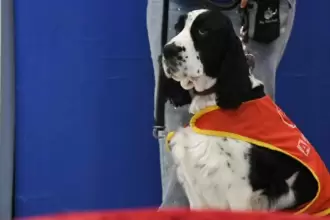 Señora Jingles, perrita terapeuta del DIF Aguascalientes, participa en sesiones de canoterapia para niñas y niños.