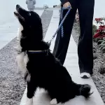 Municipio Aguascalientes esterilización jlmnoticias