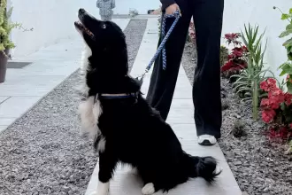 Municipio Aguascalientes esterilización jlmnoticias