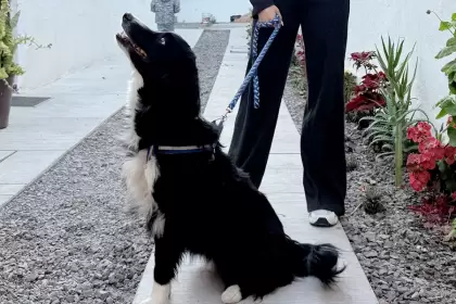 Municipio Aguascalientes esterilización jlmnoticias