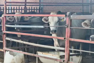 Municipio inicia Clínica Veterinaria Ambulatoria 2026