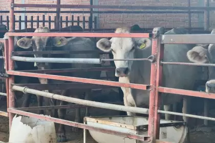 Municipio inicia Clínica Veterinaria Ambulatoria 2026