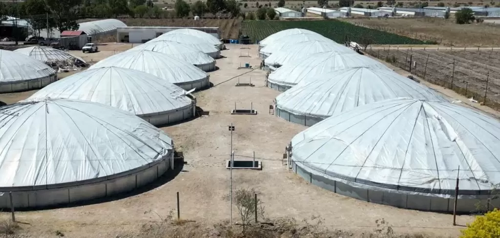 Aguascalientes produce pescado fresco en 38 granjas acuícolas certificadas y fortalece su oferta local durante la Cuaresma.