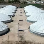 Aguascalientes produce pescado fresco en 38 granjas acuícolas certificadas y fortalece su oferta local durante la Cuaresma.