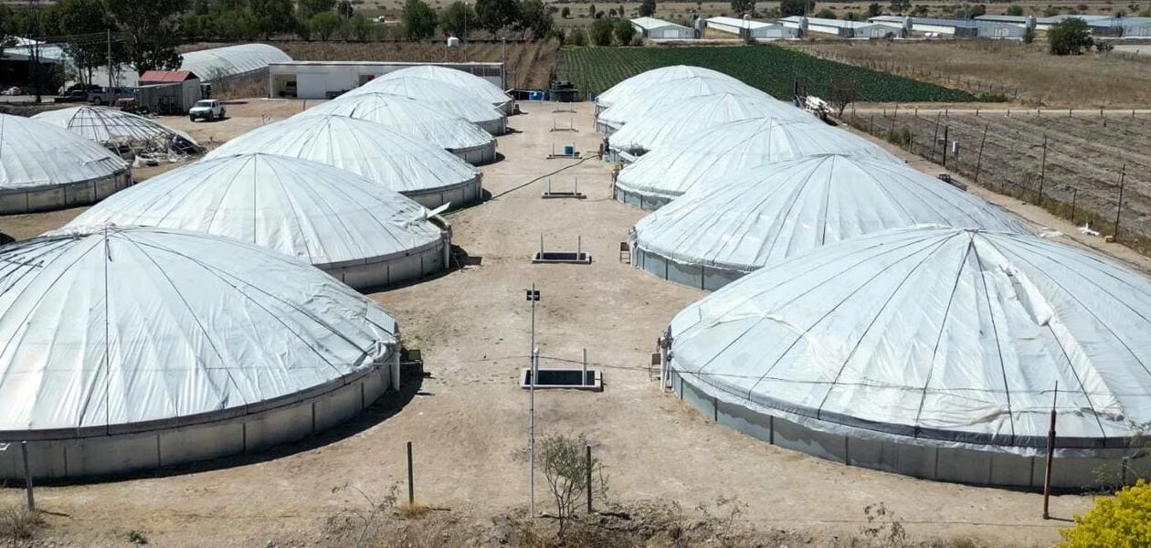 Aguascalientes produce pescado fresco en 38 granjas acuícolas certificadas y fortalece su oferta local durante la Cuaresma.