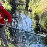 Más de 700 toneladas de residuos fueron retiradas del río San Pedro en jornadas de limpieza en Aguascalientes.