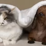 esterilización para perros y gatos en col Insurgentes 2026 jlmnoticias