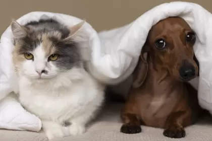 esterilización para perros y gatos en col Insurgentes 2026 jlmnoticias