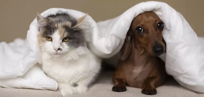 esterilización para perros y gatos en col Insurgentes 2026 jlmnoticias