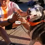 Entrenamiento físico y emocional para una mascota durante una carrera
