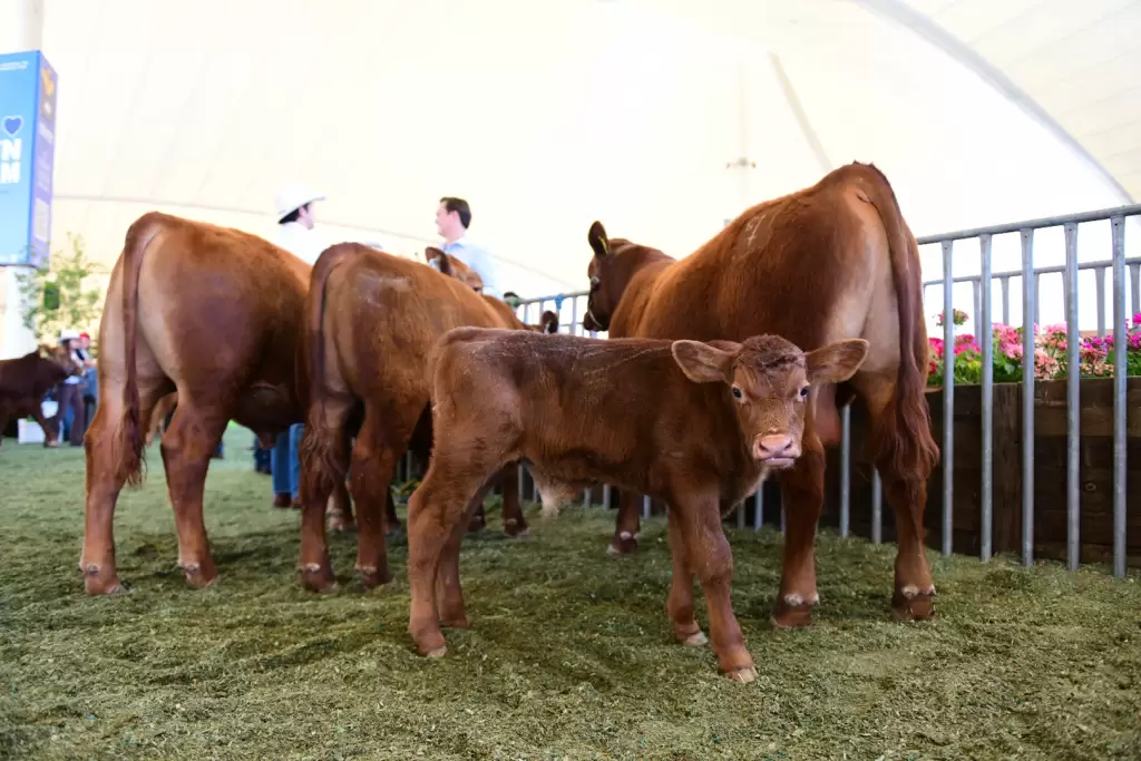 Aguascalientes ganado 2026