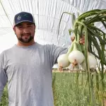 Aguascalientes produce 13 mil toneladas de cebolla al año y fortalece su campo JLMNoticias