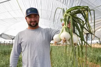 Aguascalientes produce 13 mil toneladas de cebolla al año y fortalece su campo JLMNoticias