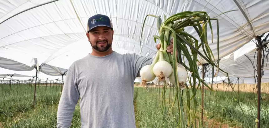 Aguascalientes produce 13 mil toneladas de cebolla al año y fortalece su campo JLMNoticias