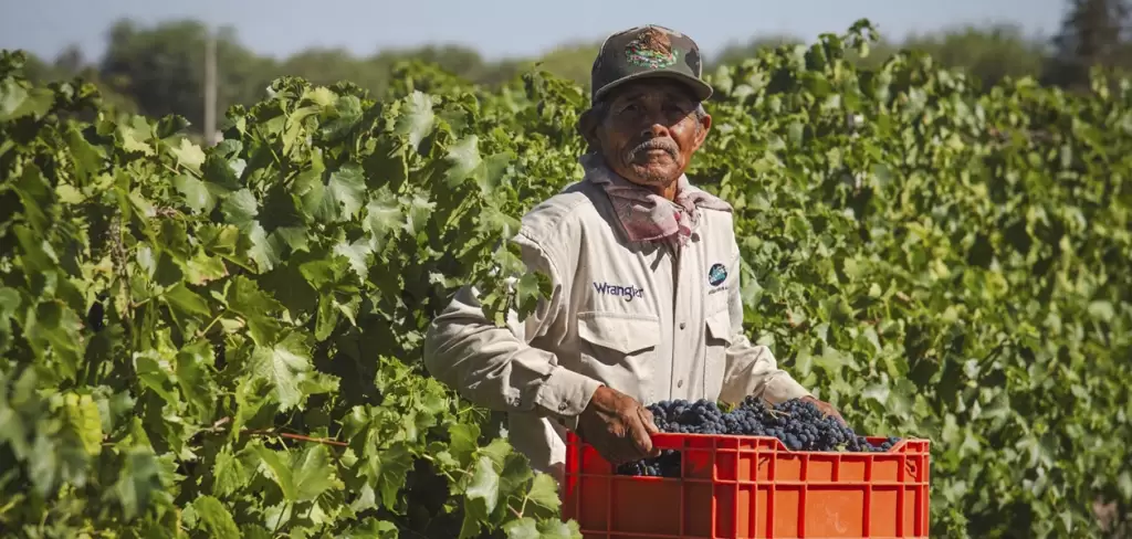 Aguascalientes será sede del Congreso Internacional del Vino Mexicano 2026 JLMNoticias