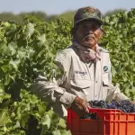 Aguascalientes será sede del Congreso Internacional del Vino Mexicano 2026 JLMNoticias